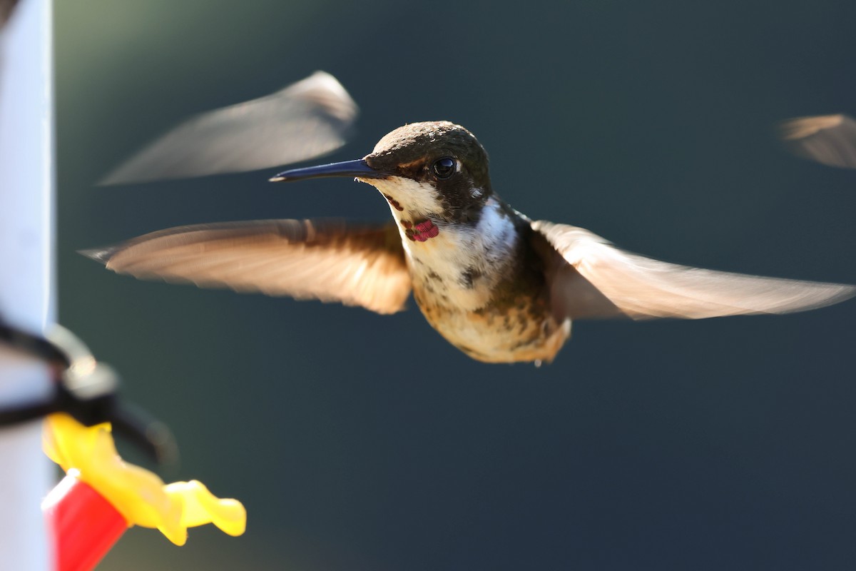 Magenta-throated Woodstar - ML643559975