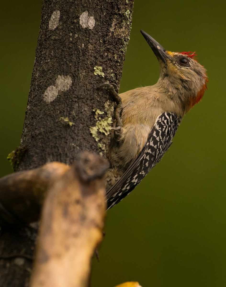 Red-crowned Woodpecker - ML643559977