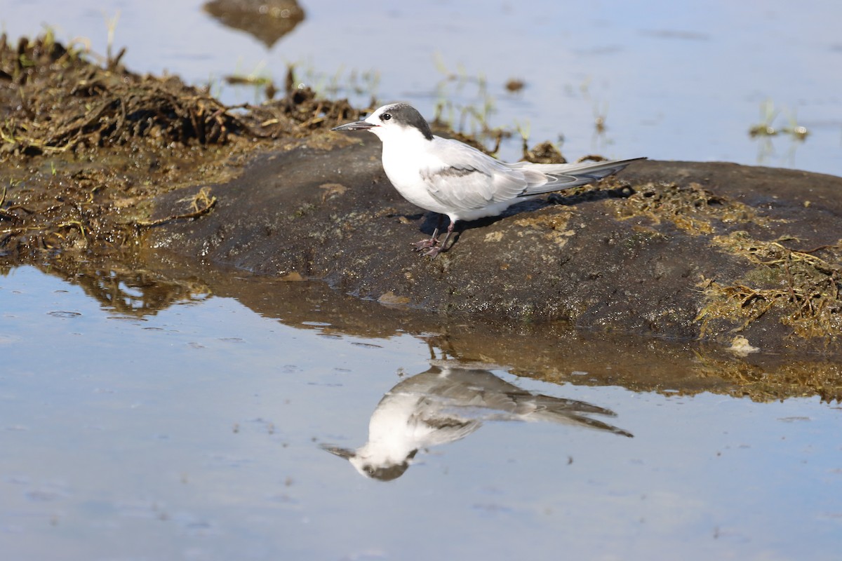 Common Tern - ML643559983