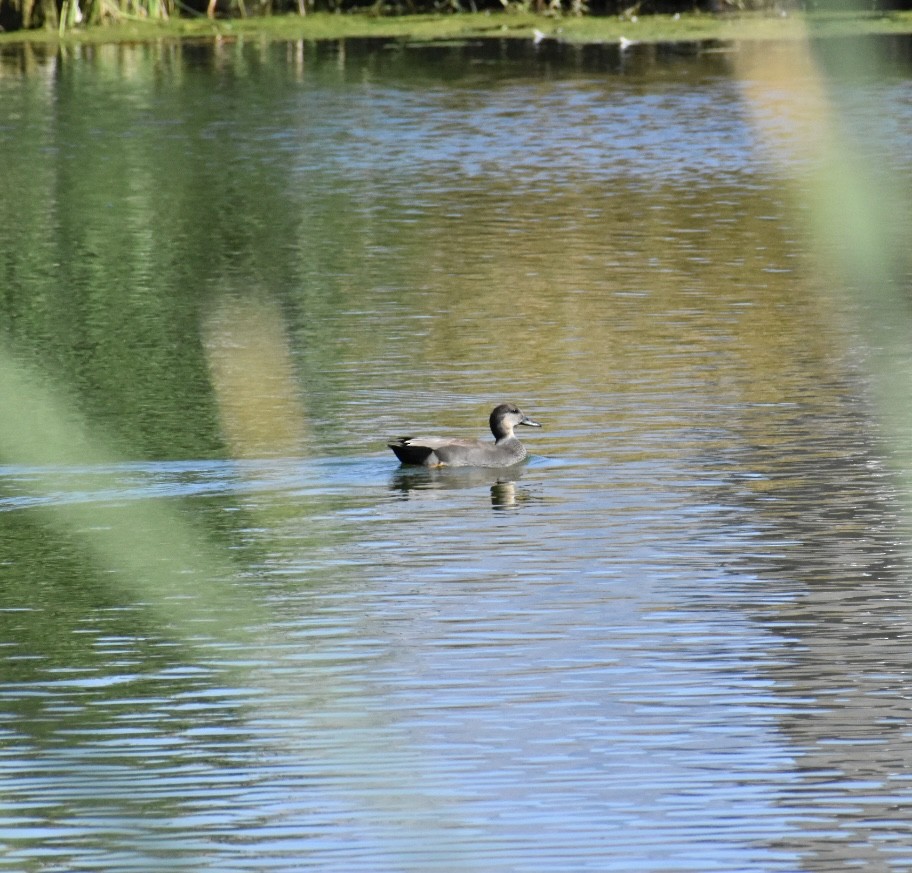 Gadwall - ML643559987