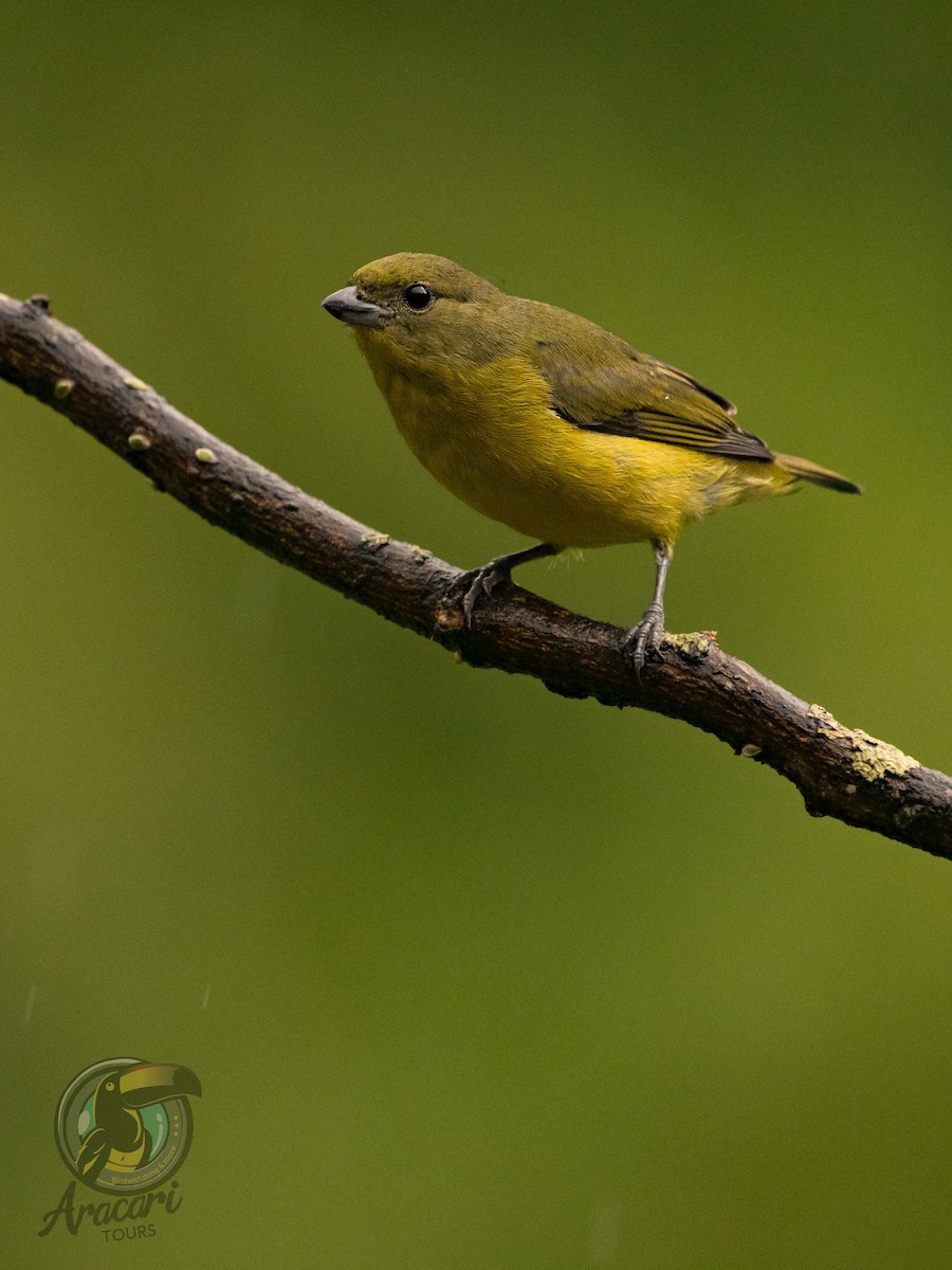 Thick-billed Euphonia - ML643559991