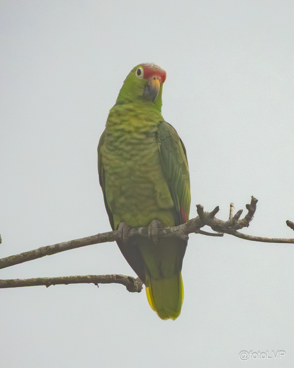 Red-lored Amazon - ML643559992