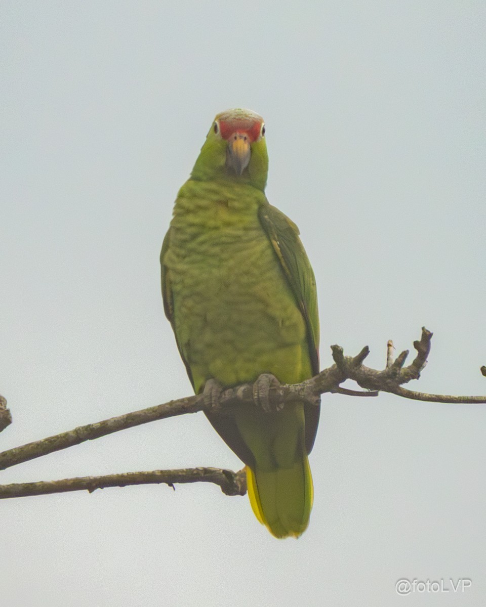 Red-lored Amazon - ML643559994