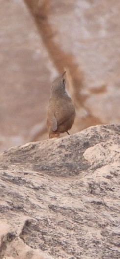 Canyon Wren - ML643560004