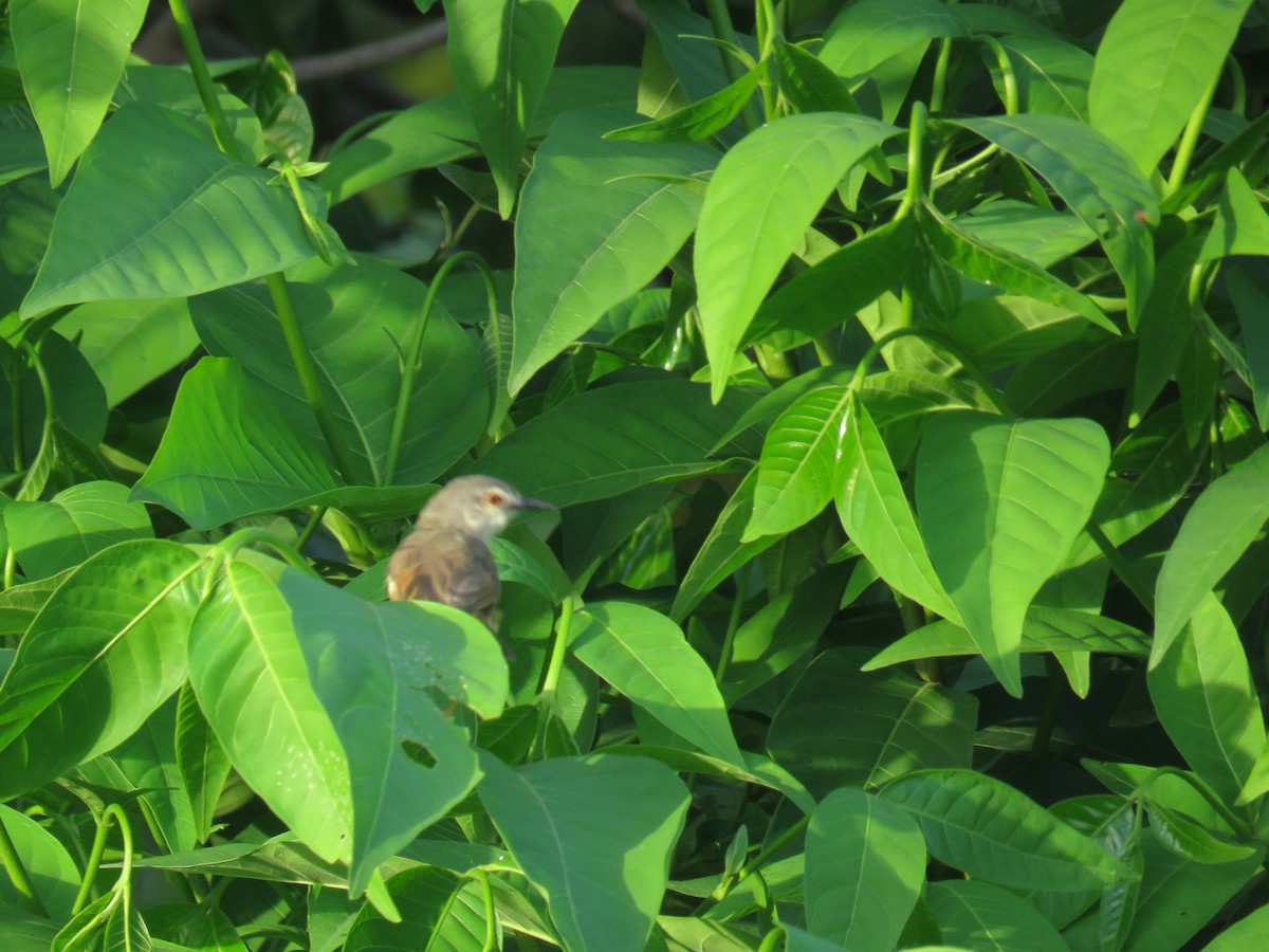 okerflankeprinia - ML643560007