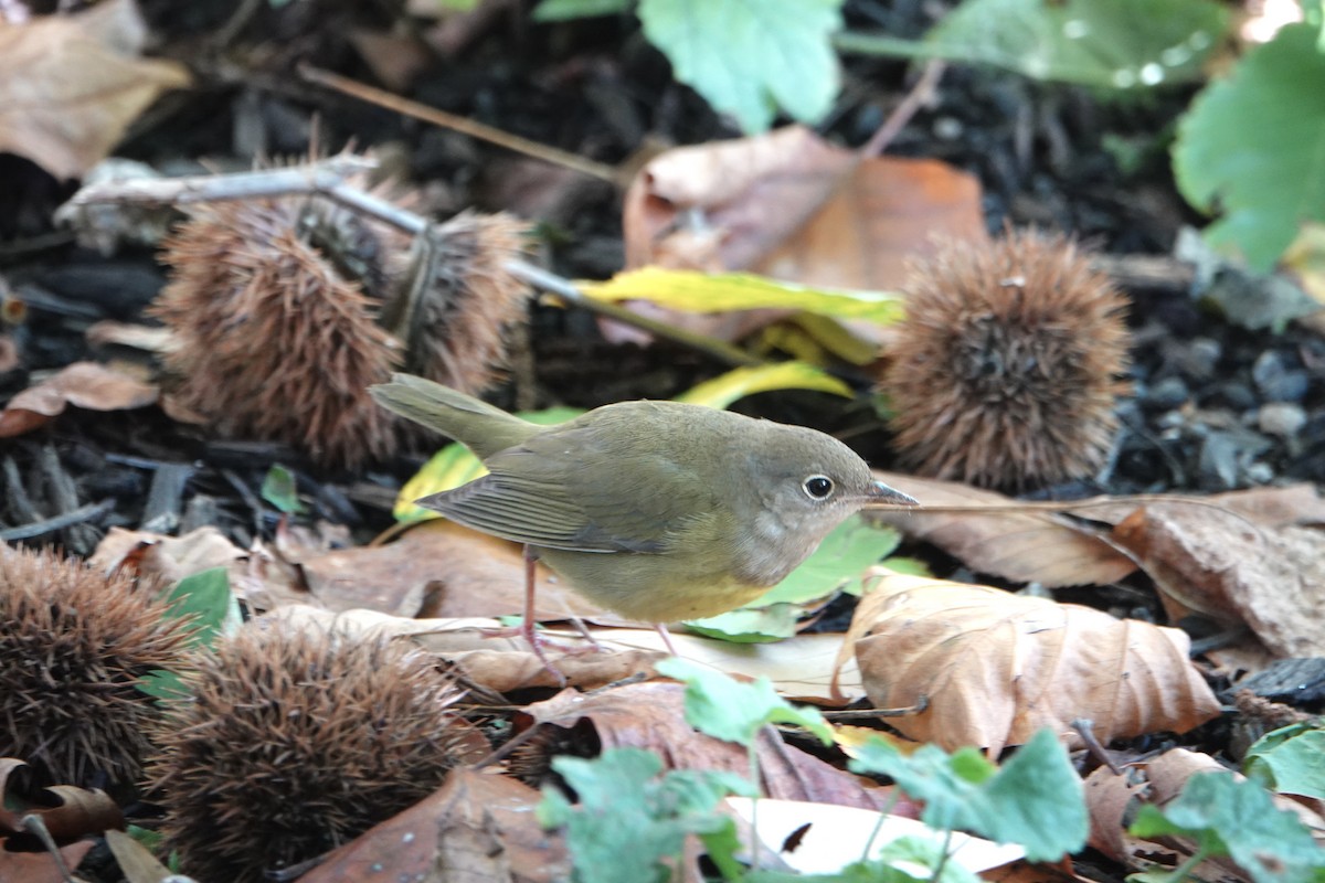 markparula - ML643560026
