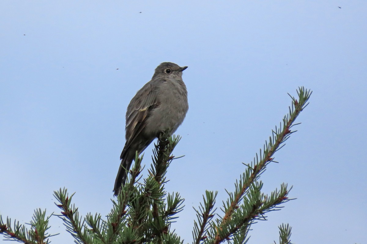 gråsolitærtrost - ML643560027