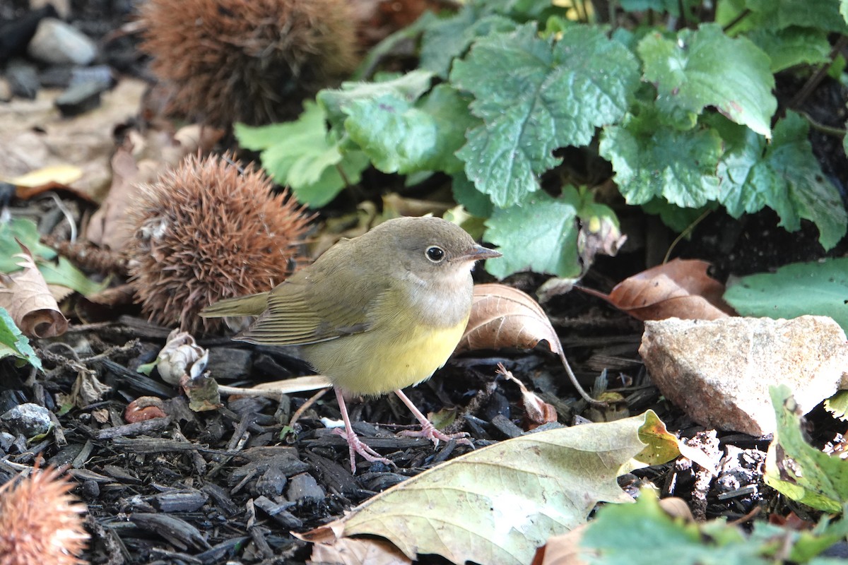 markparula - ML643560030