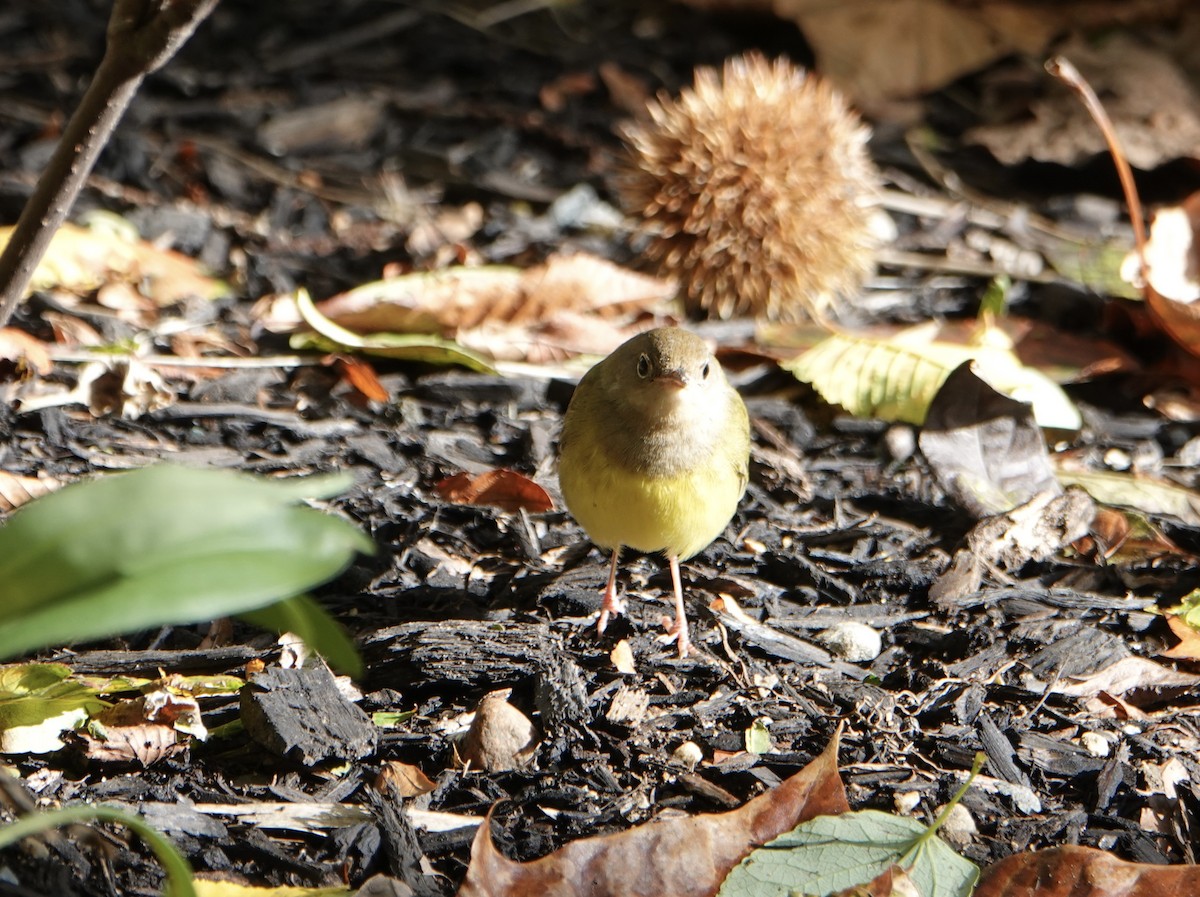 markparula - ML643560031