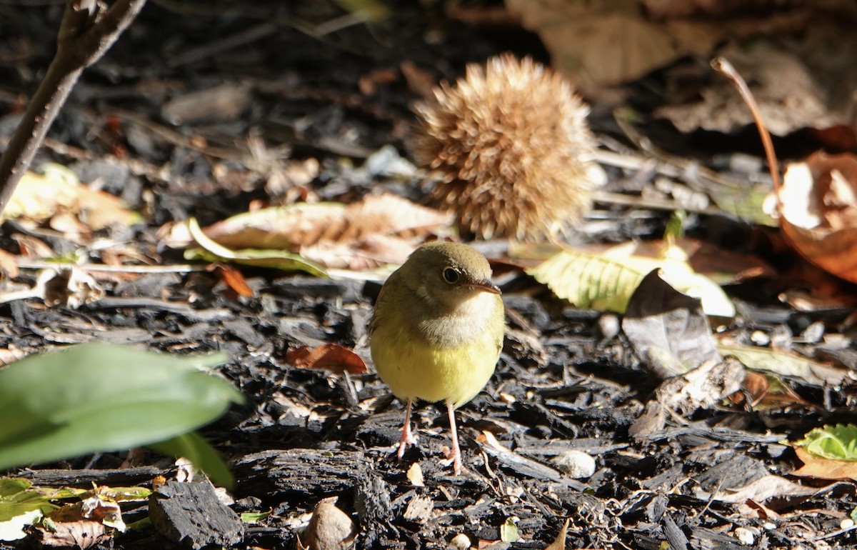 markparula - ML643560035