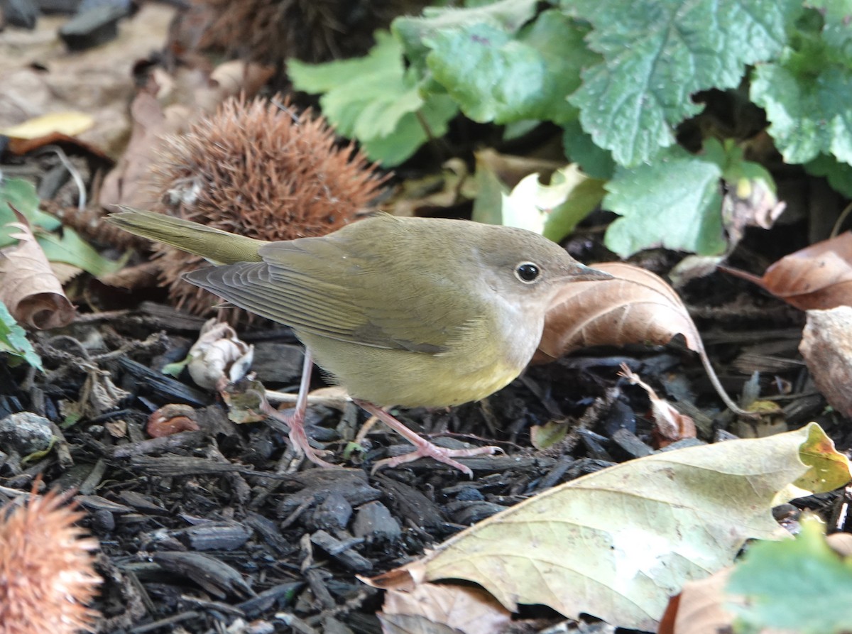 markparula - ML643560039