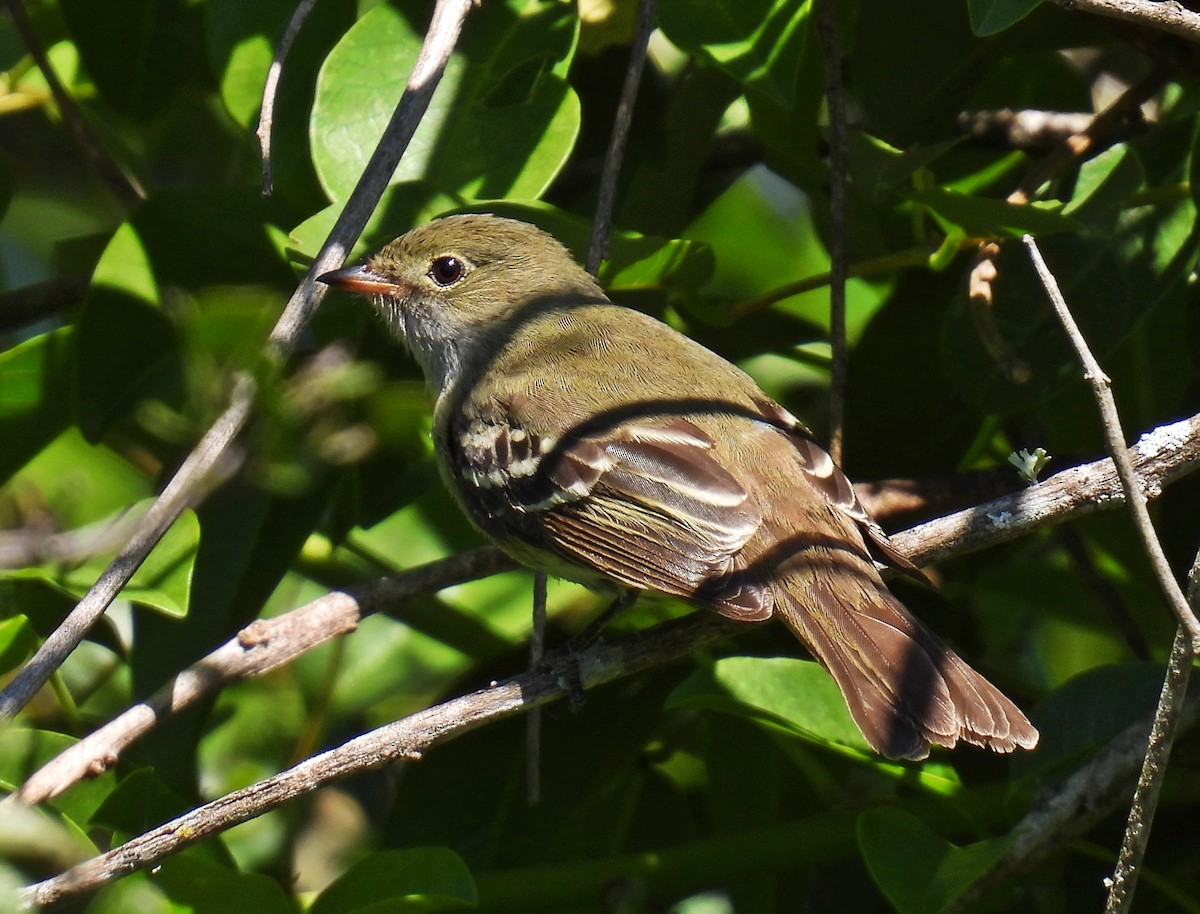 kortnebbelenia - ML643560040