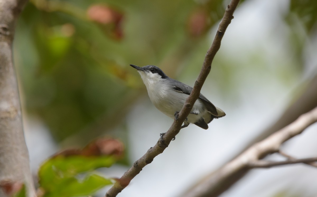 Tropical Gnatcatcher - ML643560045