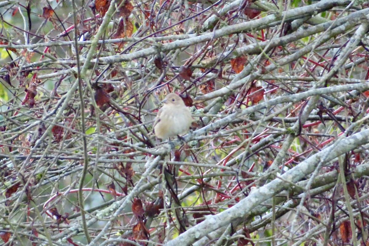 Indigo Bunting - ML643560051