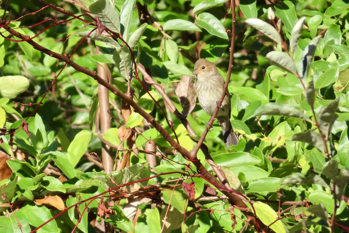 Indigo Bunting - ML643560052