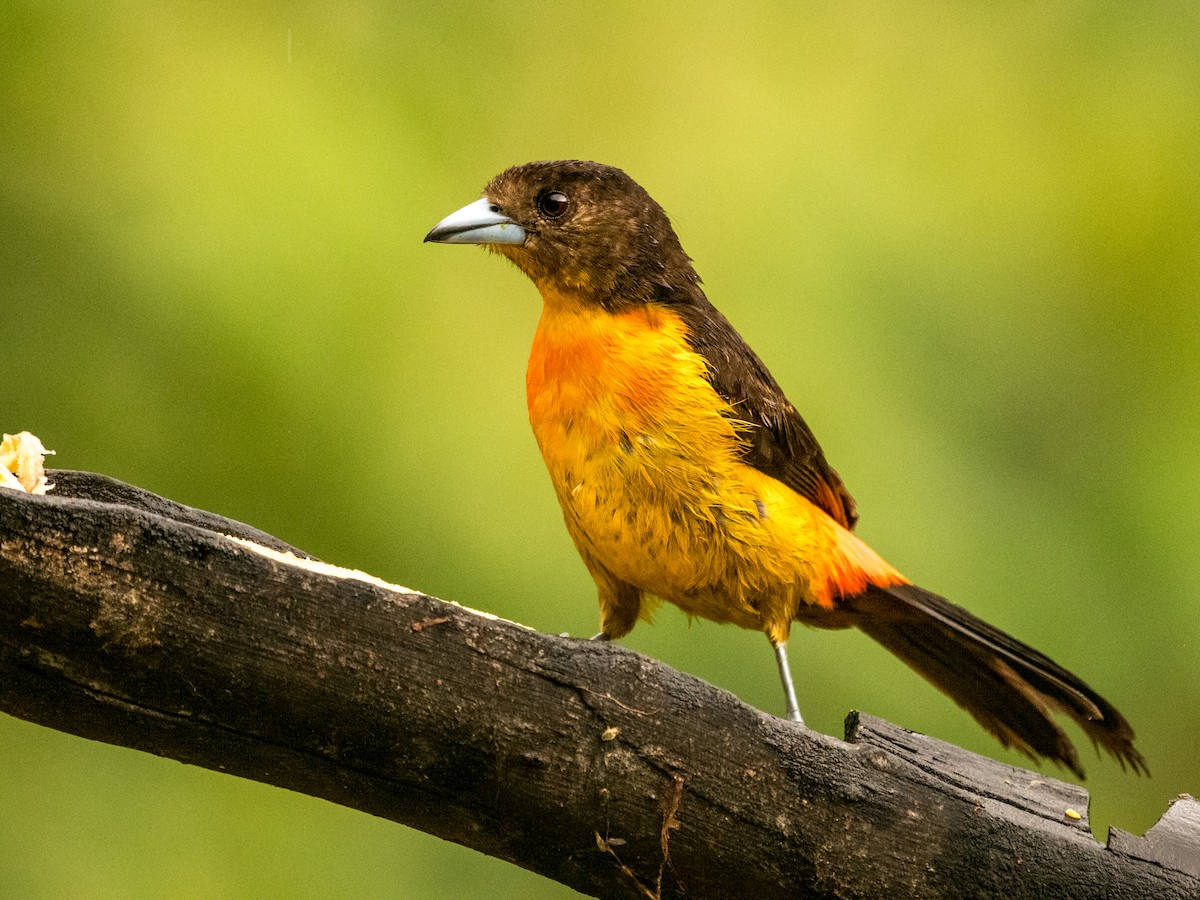 Flame-rumped Tanager - ML643560060