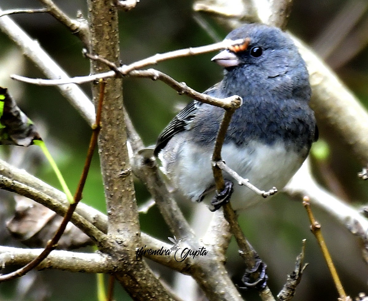 Dark-eyed Junco - ML643560082