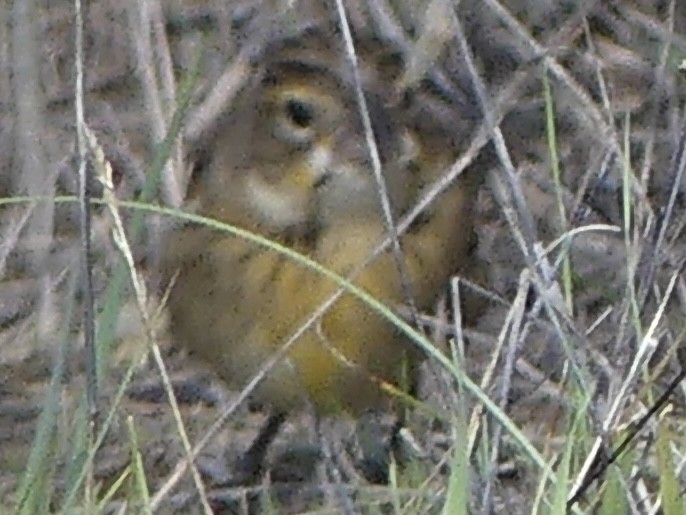 Dickcissel - ML643560085