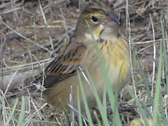 Dickcissel - ML643560086
