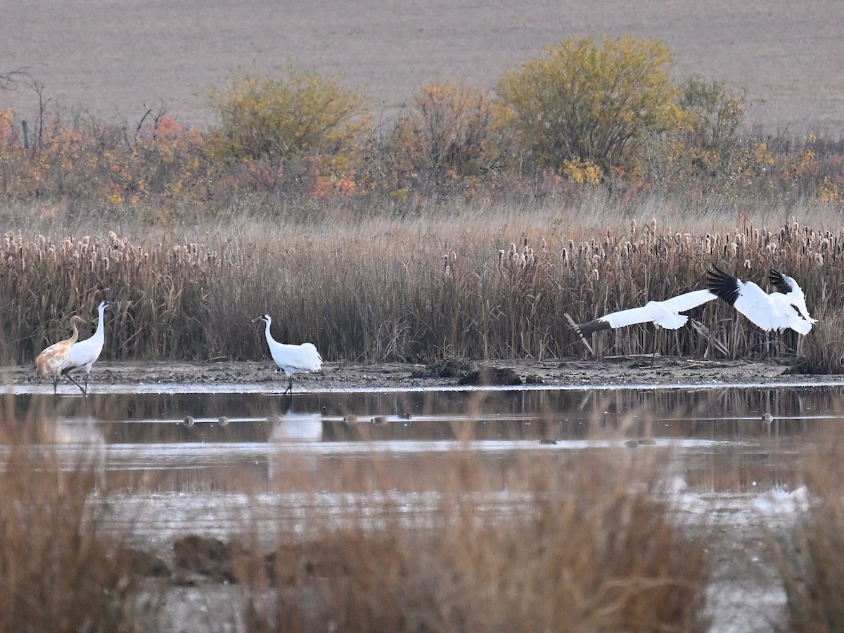 Whooping Crane - ML643560102