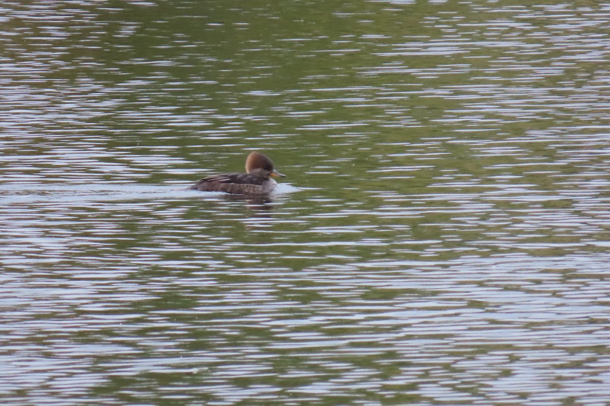 Hooded Merganser - ML643560108