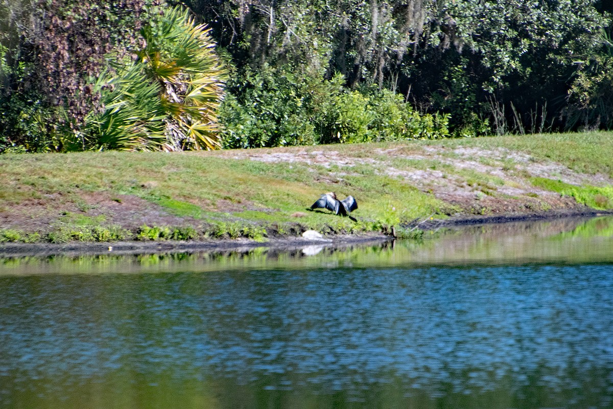Anhinga - ML643560111