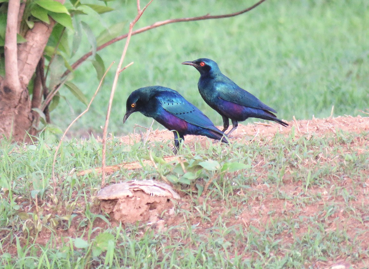 Purple Starling - ML643560114