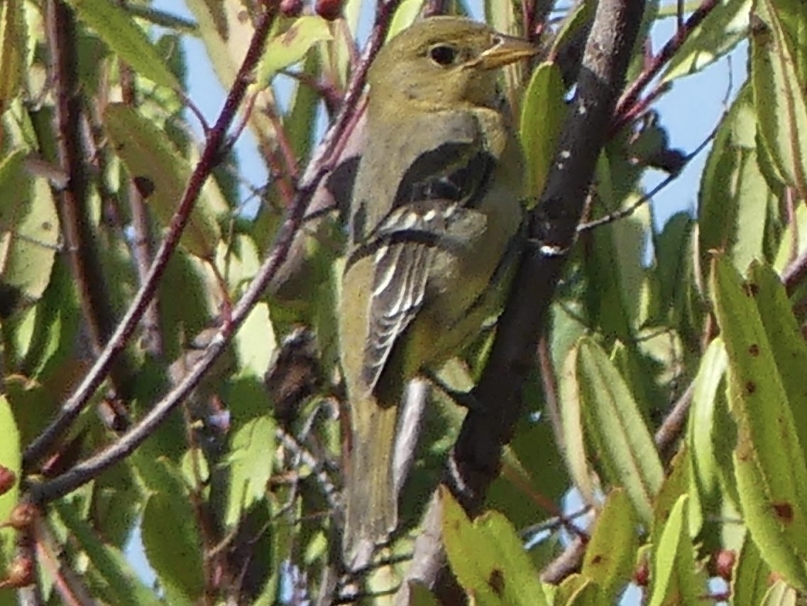 Western Tanager - ML643560115
