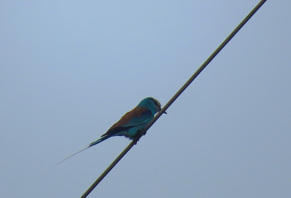 Abyssinian Roller - ML643560119
