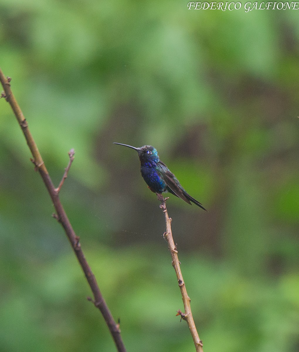 Blue-tufted Starthroat - ML643560130