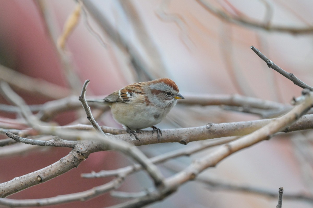 American Tree Sparrow - ML643560139