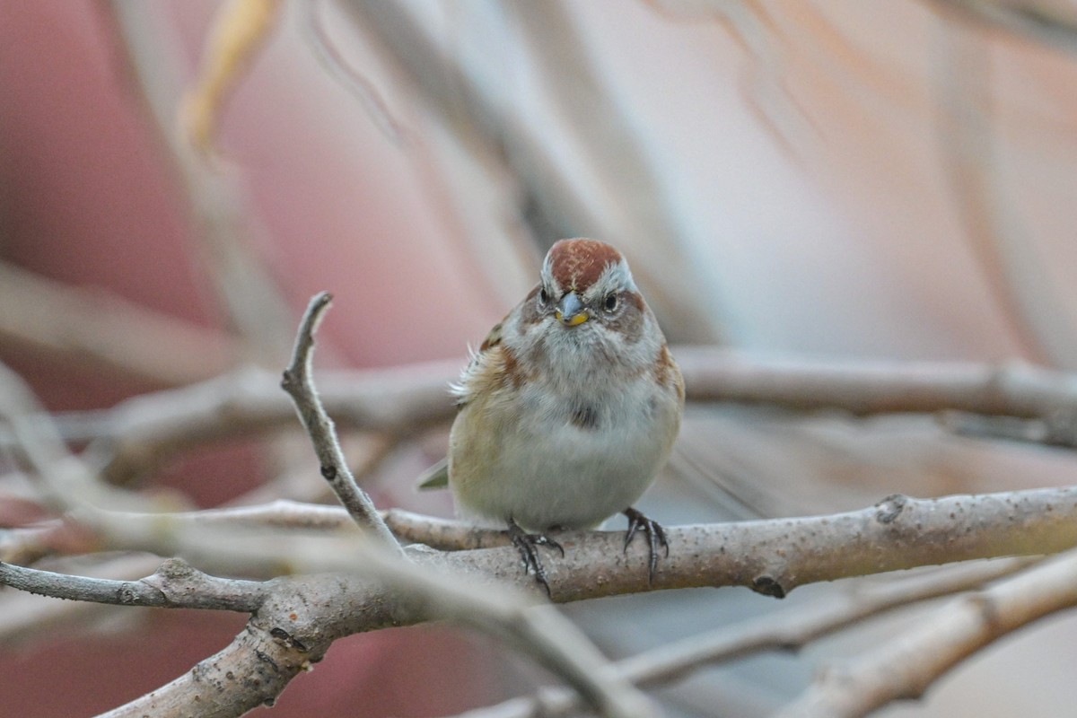 American Tree Sparrow - ML643560141