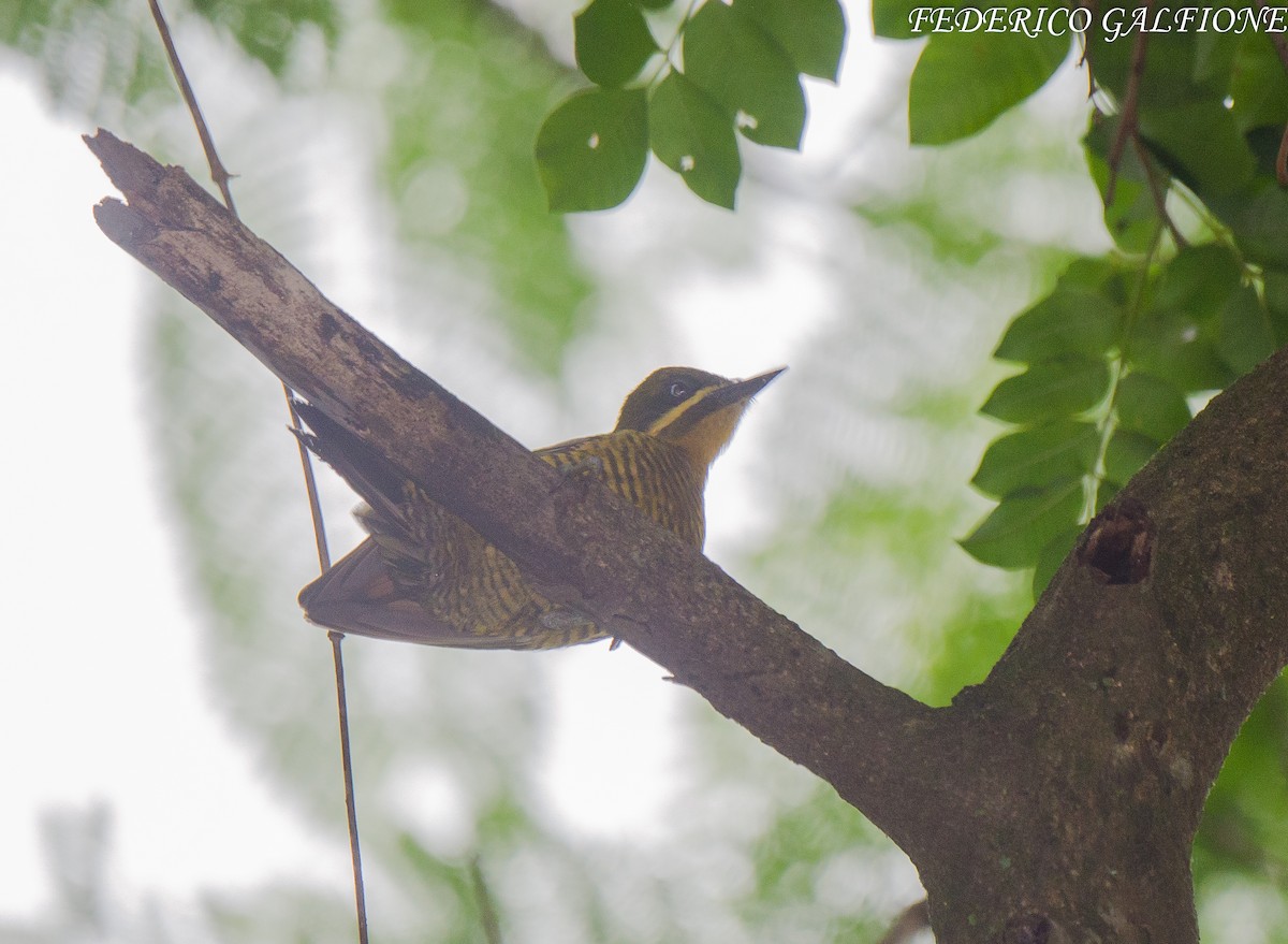 モリゲラ - ML643560144