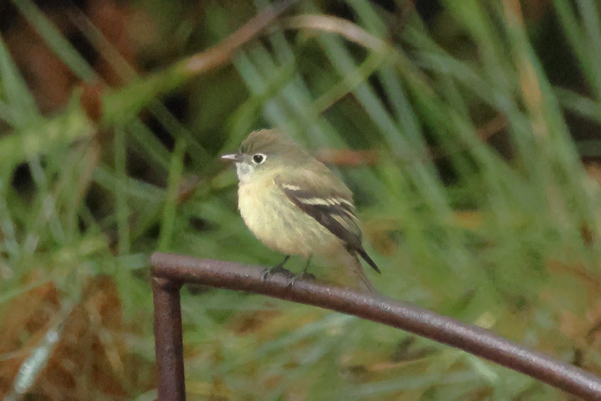 Hammond's Flycatcher - ML643560146