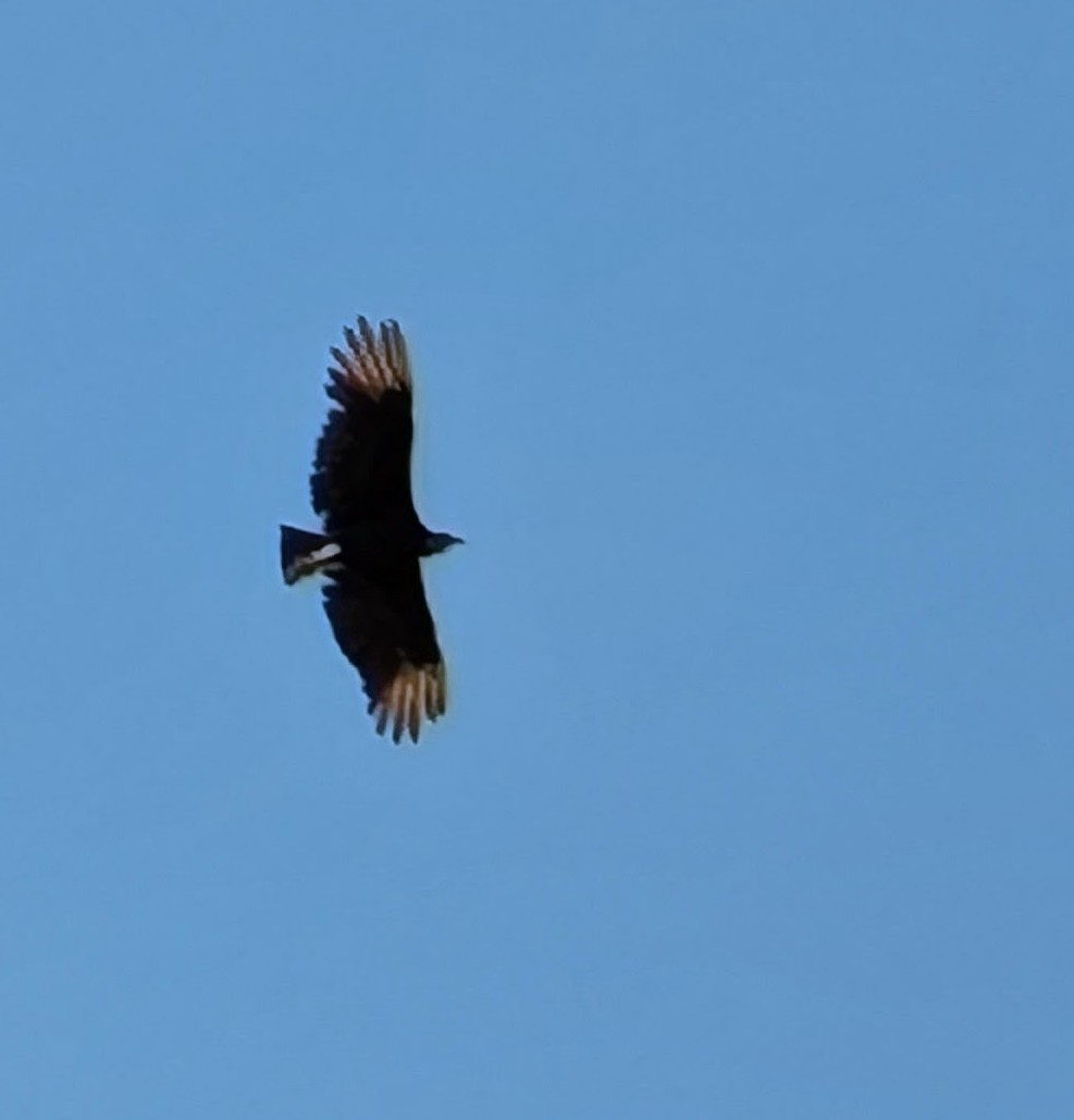 Black Vulture - ML643560148