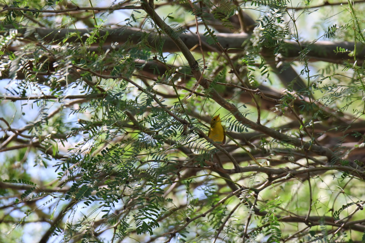 Wilson's Warbler - ML643560149