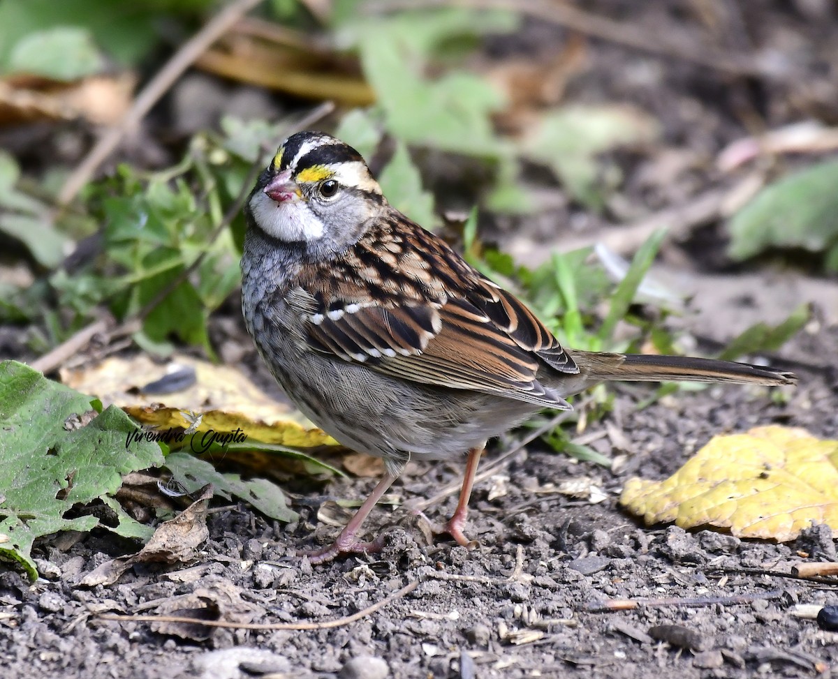 White-throated Sparrow - ML643560152
