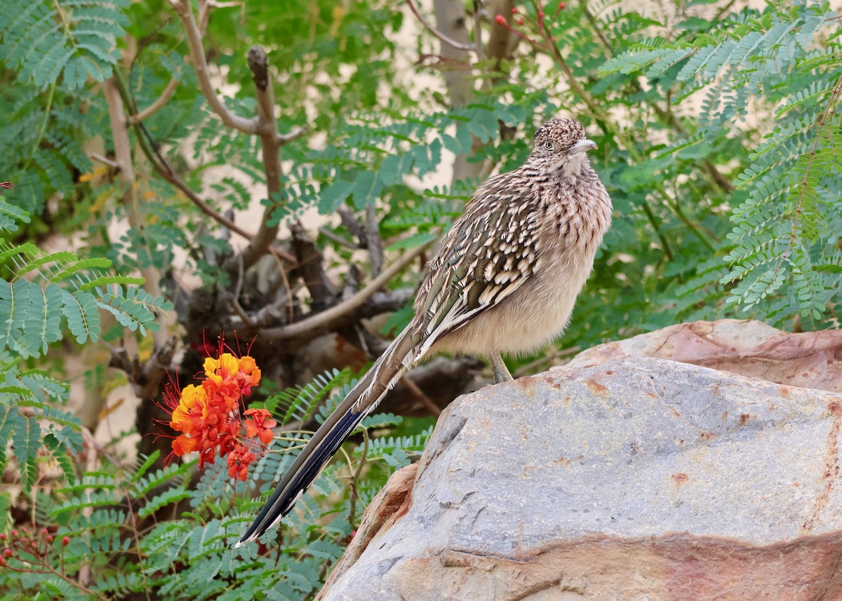 Greater Roadrunner - ML643560154