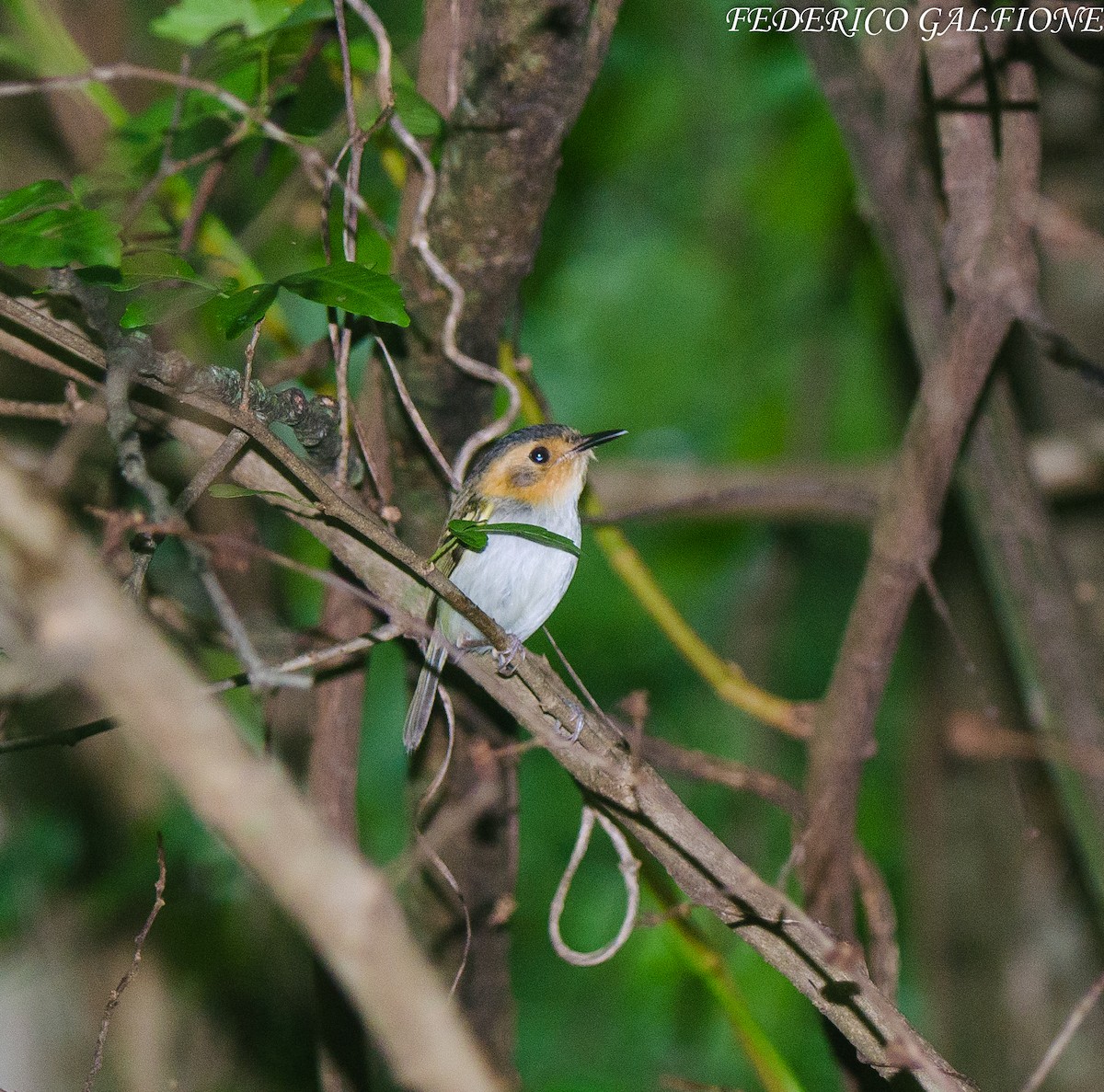 Ochre-faced Tody-Flycatcher - ML643560158