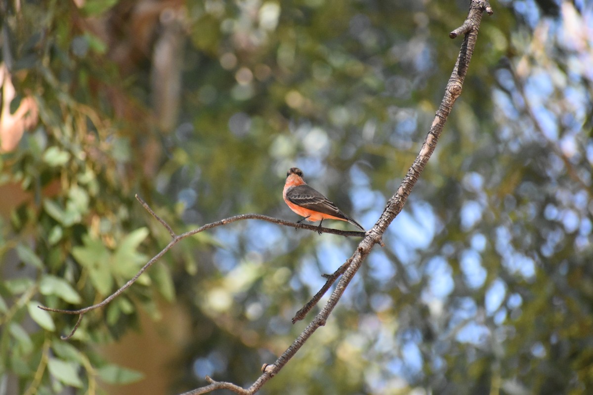 Vermilion Flycatcher - ML643560165