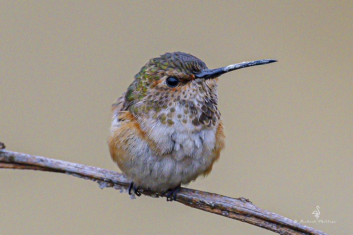 Allen's Hummingbird - ML643560179