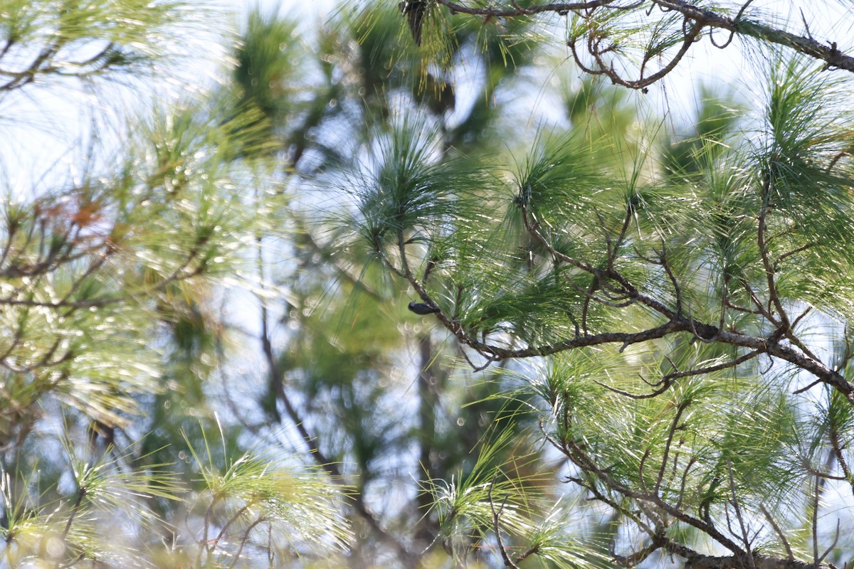 Brown-headed Nuthatch - ML643560180