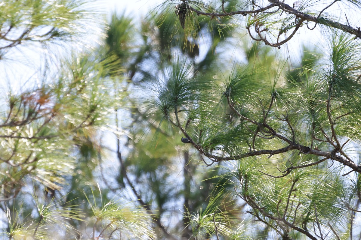 Brown-headed Nuthatch - ML643560181
