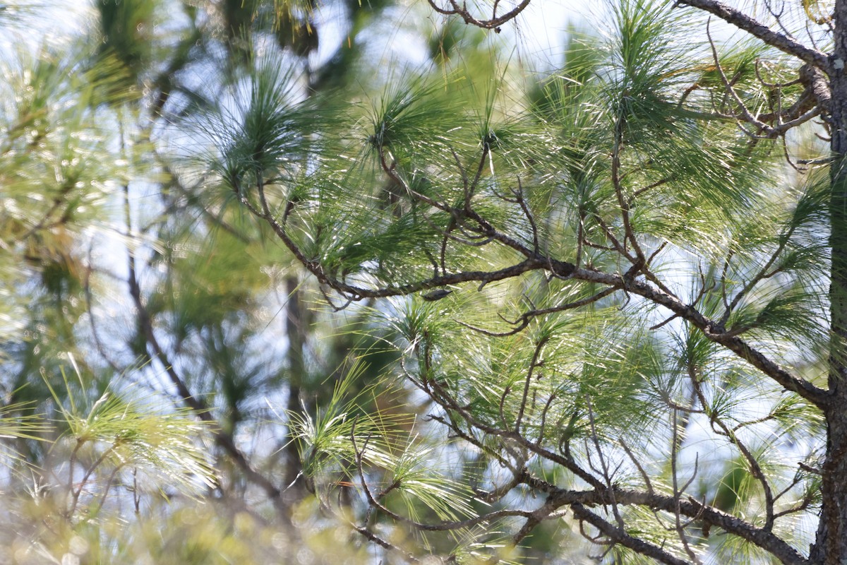 Brown-headed Nuthatch - ML643560182