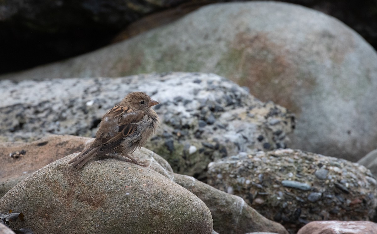 House Sparrow - ML643560183