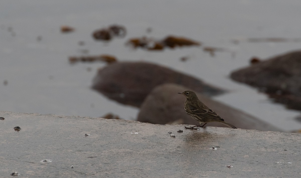 Rock Pipit - ML643560188
