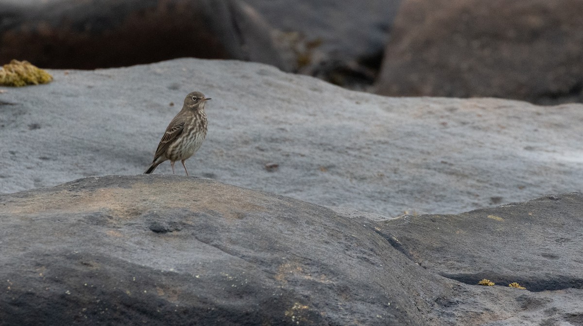 Rock Pipit - ML643560207