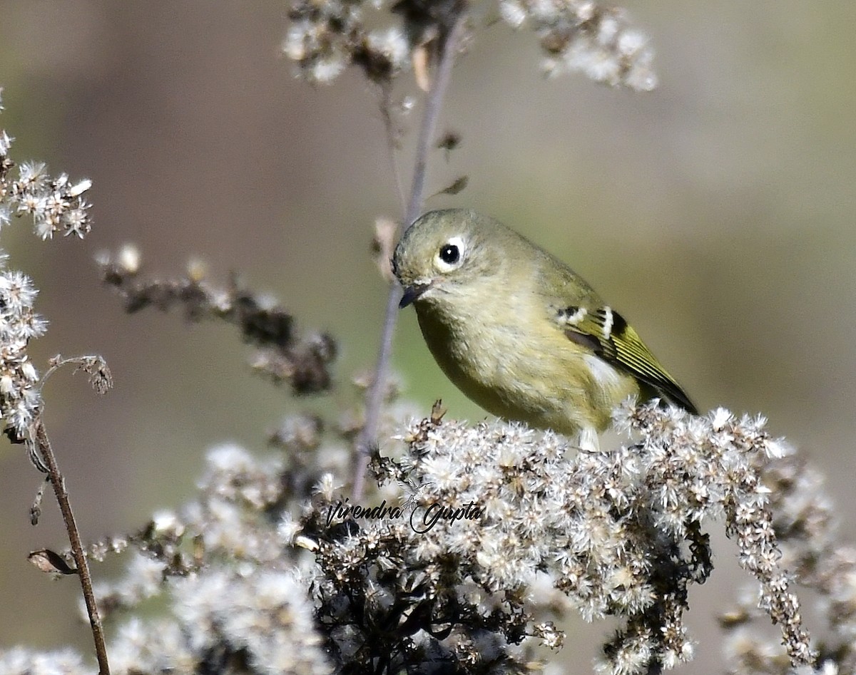 Ruby-crowned Kinglet - ML643560209