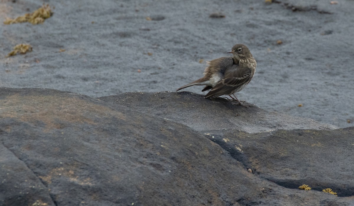 Rock Pipit - ML643560212
