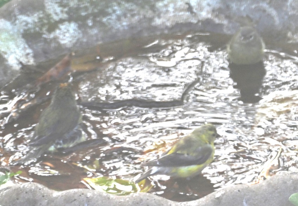 American Goldfinch - ML643560214